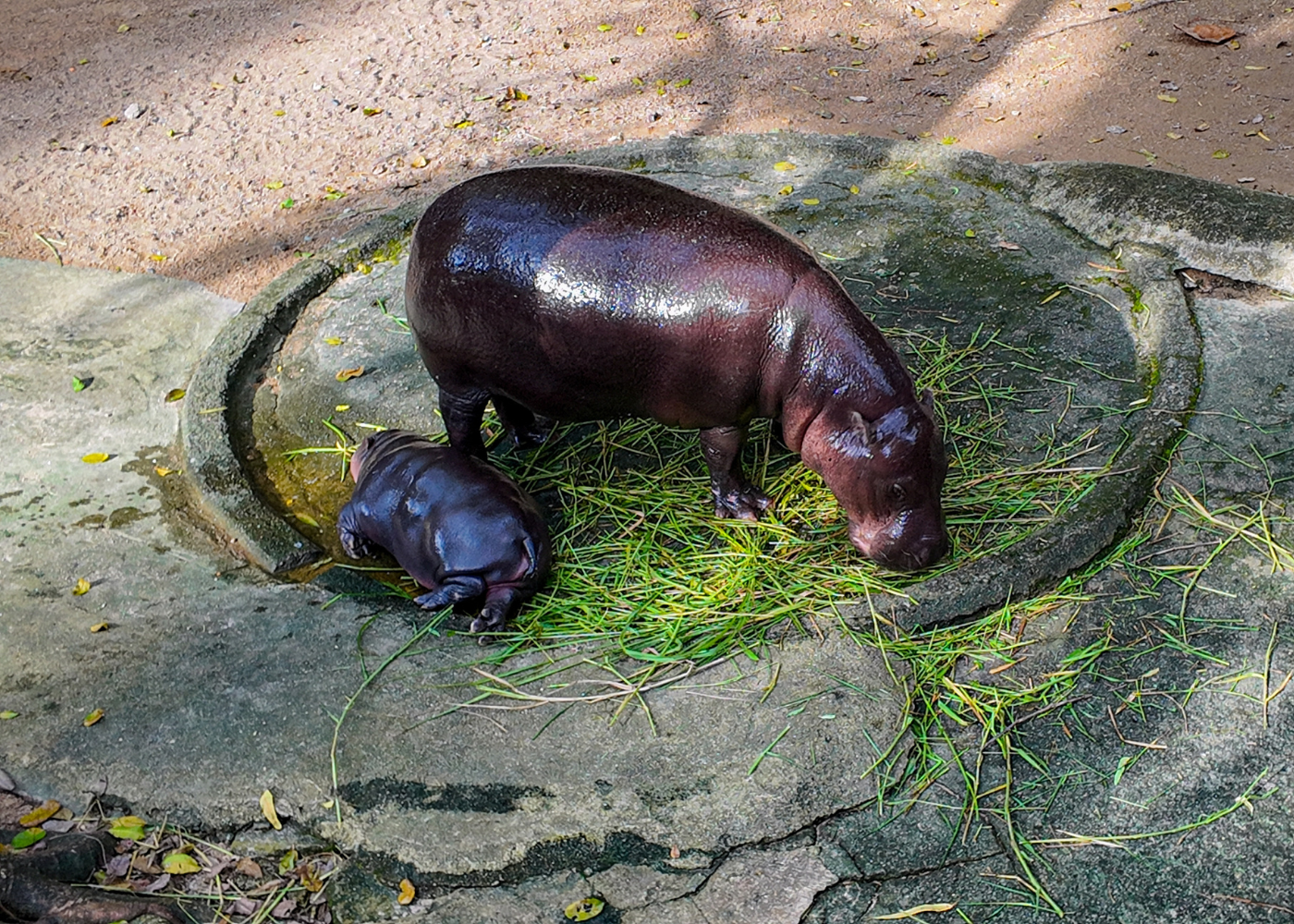 Khao Kheow Open Zoo