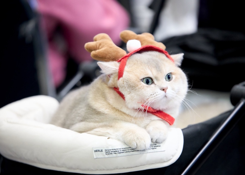 Premium Pet Expo 2026 brings together paws, pop music and happy tails