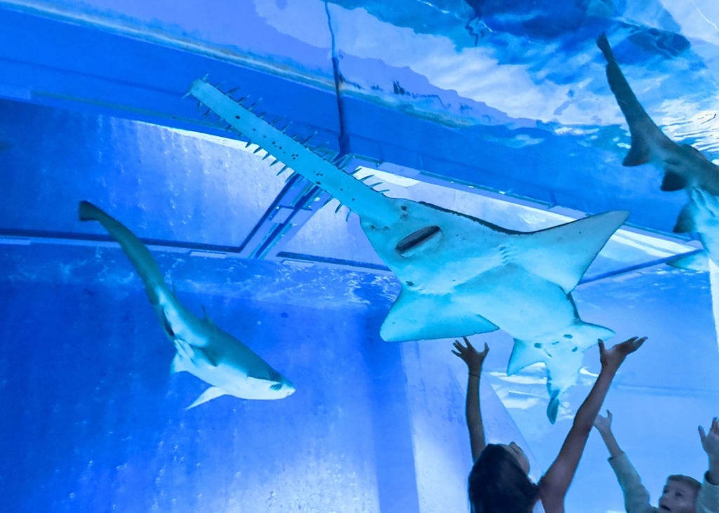 Review: I’ve been to Sea Life Bangkok Ocean World many times and still keep going back