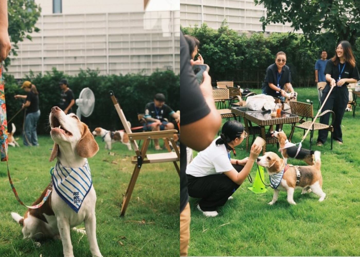 The biggest Beagles meet-up is happening in Bangkok