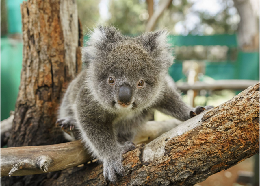 Caversham-Wildlife-Park2