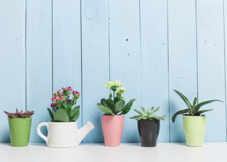 best plants to grow indoors in Singapore