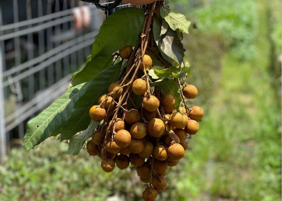 Quan Fa Organic Farm