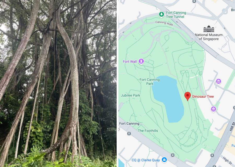 Dinosaur Tree Singapore Fort Canning Park