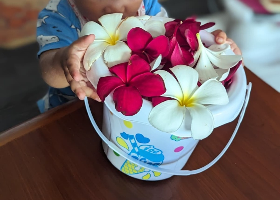 frangipani flowers