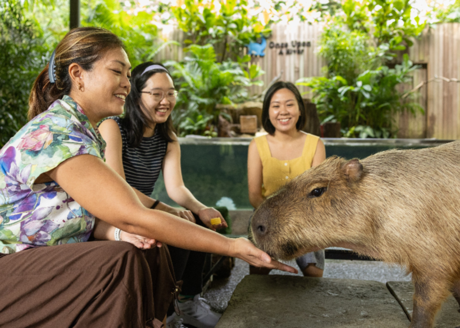 Baby capybaras River Wonders Mandai Wildlife Reserve Singapore things to do this weekend with kids