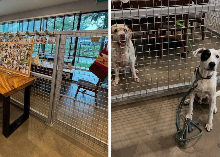 Stray cafe pet friendly cafe with cage