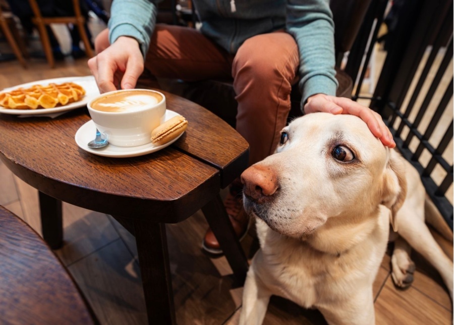 pet friendly cafe hero