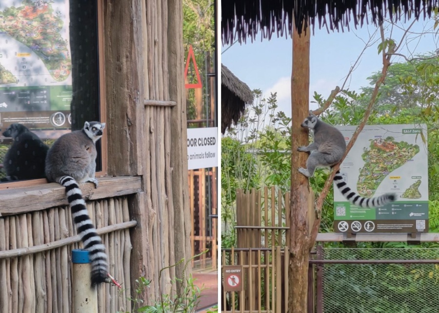 Lemurs at Crocodile Lodge