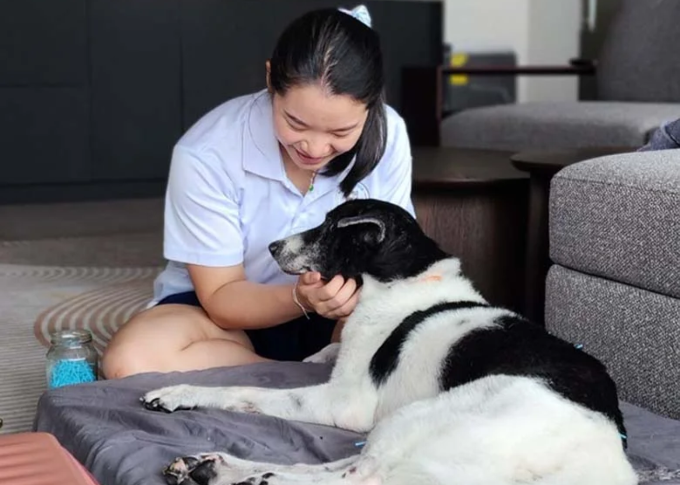 How to protect your dog from the haze in Singapore: Tips for pet parents