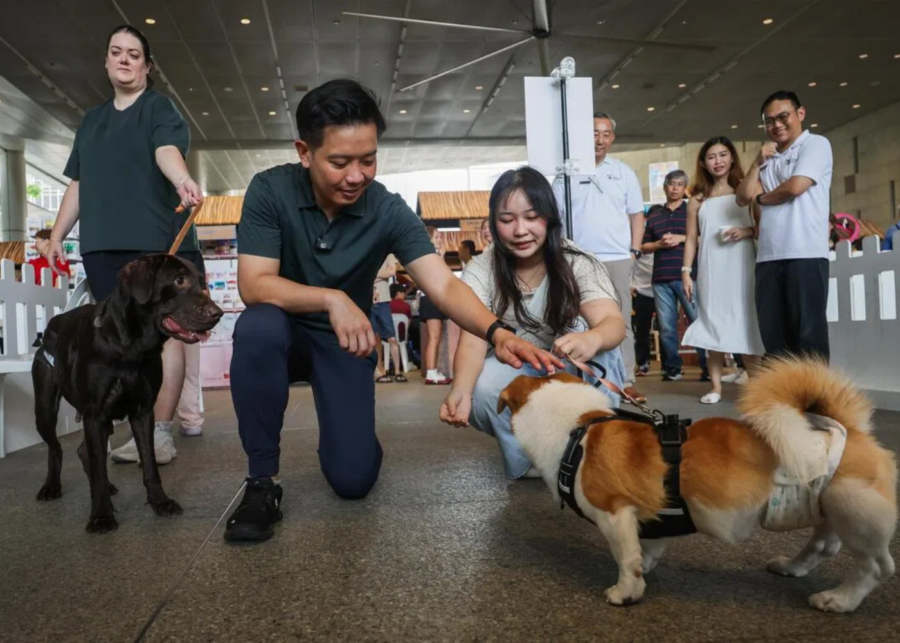 Dog training teaching new tricks Singapore