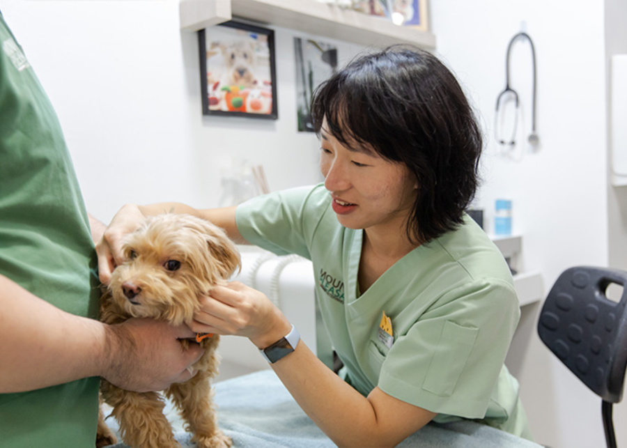 Mount Pleasant Clementi vet when to take your dog during haze symptoms