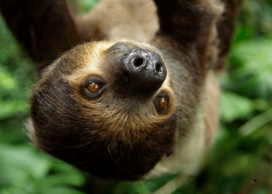 World Sloth Day Singapore Zoo