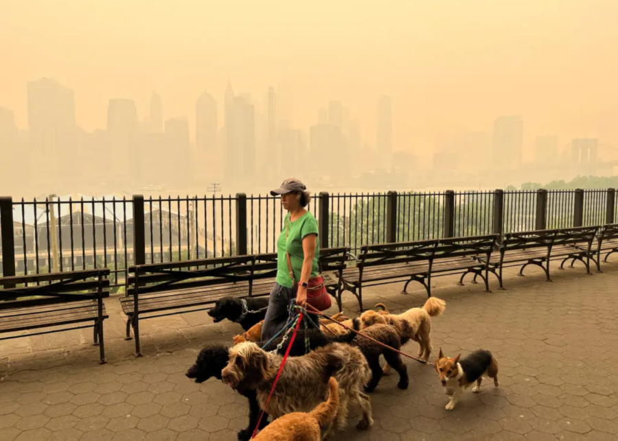 dogs in haze Singapore what to do how to walk